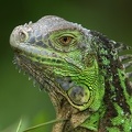 004 Iguana iguana  Green Iguana  Iguana verde juv 1