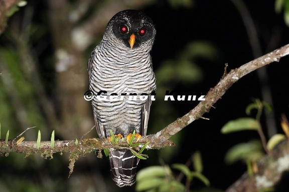 012 Ciccaba nigrolineata  Black-  amp  white Owl  12 2