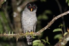 012 Ciccaba nigrolineata  Black-  amp  white Owl  12 2