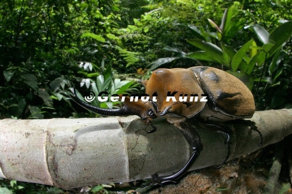 016 Megasoma elephas  Elefant beetle  Escarabajo Rinoceronte 1