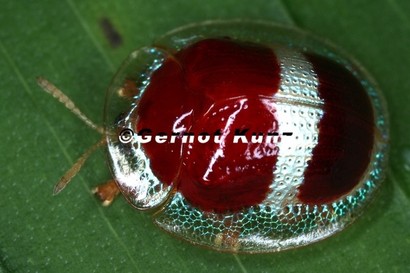 020 Cassidinae  Tortoise beetle 1