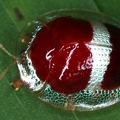020 Cassidinae  Tortoise beetle 1