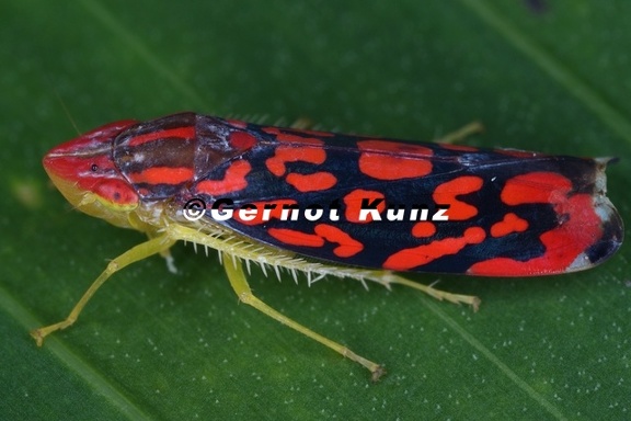 023 Ladoffa sp   Leafhopper  Chicharrita 5 001