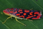 023 Ladoffa sp   Leafhopper  Chicharrita 5 001