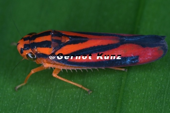 024 Sisimitalia infulata  Leafhopper  Chicharrita 1 001