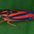 024 Sisimitalia infulata  Leafhopper  Chicharrita 1 001