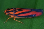 024 Sisimitalia infulata  Leafhopper  Chicharrita 1 001