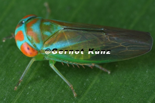 025_Idiocerinae__Leafhopper__Chicharrita_1_001.jpg