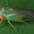 025 Idiocerinae  Leafhopper  Chicharrita 1 001