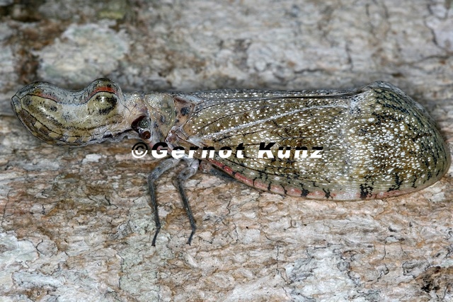 028_Fulgora_cf_laternaria__Peanut-headed_Lanternfly__Machaca_1_001.jpg
