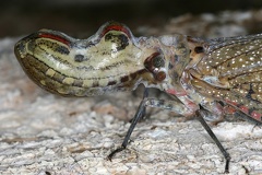 029 Fulgora cf laternaria  Peanut-headed Lanternfly  Machaca 2