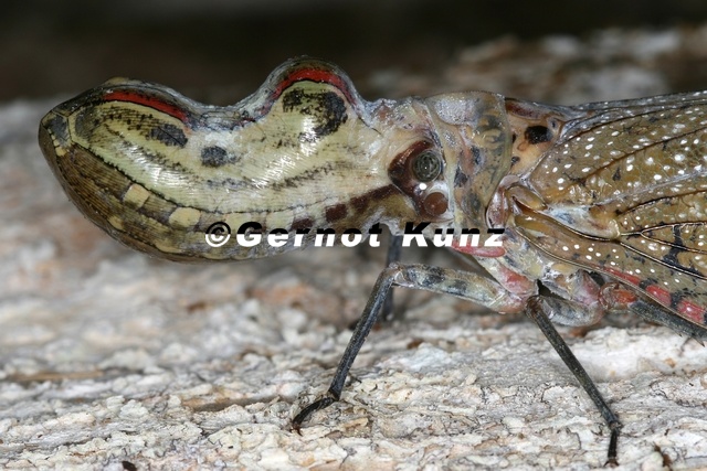 029_Fulgora_cf_laternaria__Peanut-headed_Lanternfly__Machaca_2.jpg