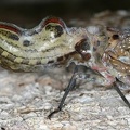 029 Fulgora cf laternaria  Peanut-headed Lanternfly  Machaca 2