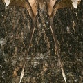 041 Copiopteryx semiramis M2