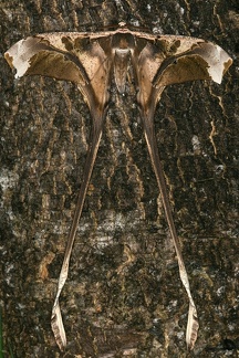 041 Copiopteryx semiramis M2