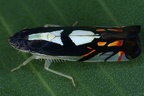 050 Diedrocephala variegata 001