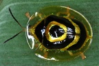 052 Ischnocodia cf annulus  Golden tortoise beetle  Tortuguita de oro 