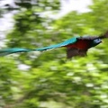 059 Pharomachrus mocinno  Quetzal 