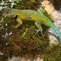 061 Sceloporus malachiticus  Green Spiny Lizard M1