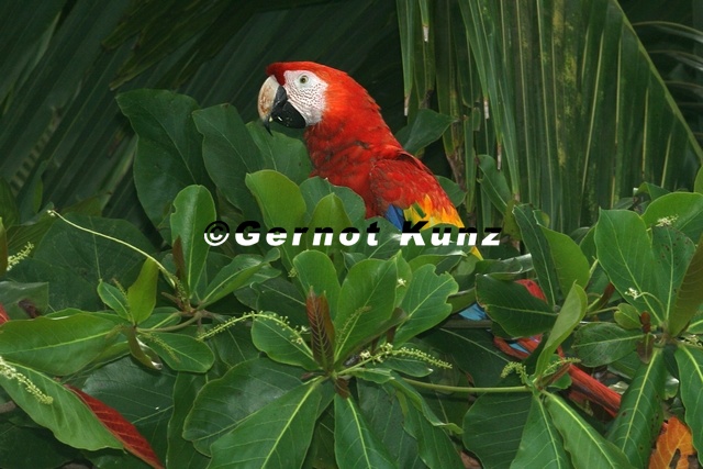 089_Ara_macao__Scarlet_macaw__Lapa_rojo_.jpg