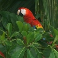 089 Ara macao  Scarlet macaw  Lapa rojo 