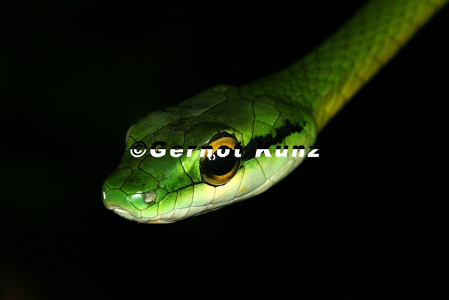 099_Leptophis_depressirostris__Parrot_snake_.jpg