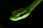 099 Leptophis depressirostris  Parrot snake 
