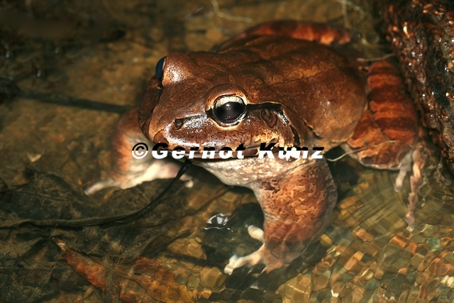 101_Leptodactylus_pentadactylus__Smoky_jungle_frog__Rana_ternero_.jpg