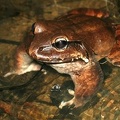 101 Leptodactylus pentadactylus  Smoky jungle frog  Rana ternero 