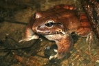 101 Leptodactylus pentadactylus  Smoky jungle frog  Rana ternero 