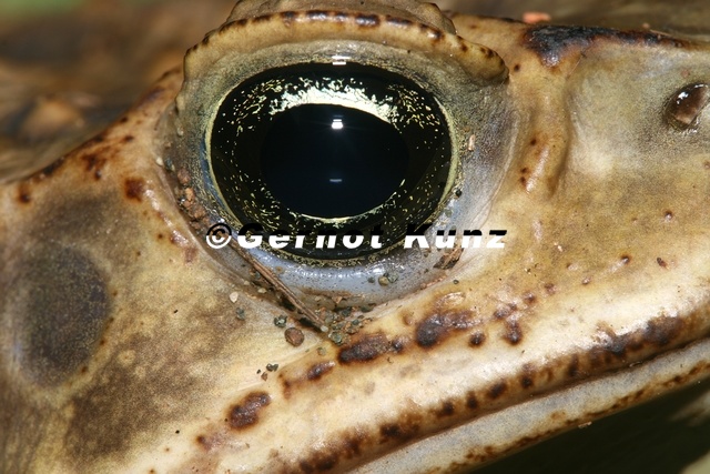 103_Bufo_marinus__Cane_Toad__Sapo_gigante_.jpg