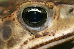 103 Bufo marinus  Cane Toad  Sapo gigante 