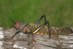 124 Tropidacris cristata  Giant Red-winged Grasshopper  Langosta 