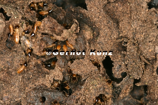 127_Reduvius_sp__and_Termites_1.jpg