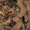 127 Reduvius sp  and Termites 1