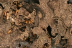 127 Reduvius sp  and Termites 1