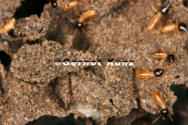 128_Reduvius_sp__and_Termites_2.jpg