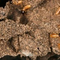 128 Reduvius sp  and Termites 2