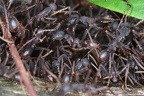 135 Army ants