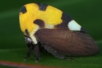 136 Membracis mexicana