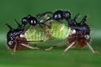 138 Cyphonia clavata Kopula1