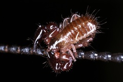 223 Pseudoscorpion  phoretic 