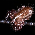 223 Pseudoscorpion  phoretic 