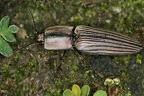 Chalcolepis similis