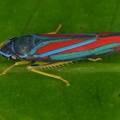 83IMG 4720