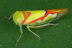IMG 0615 3
