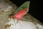 IMG 6982