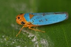 IMG 7447