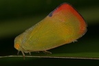 IMG 8966