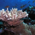 Acropora sp   Geweihkoralle 4 8